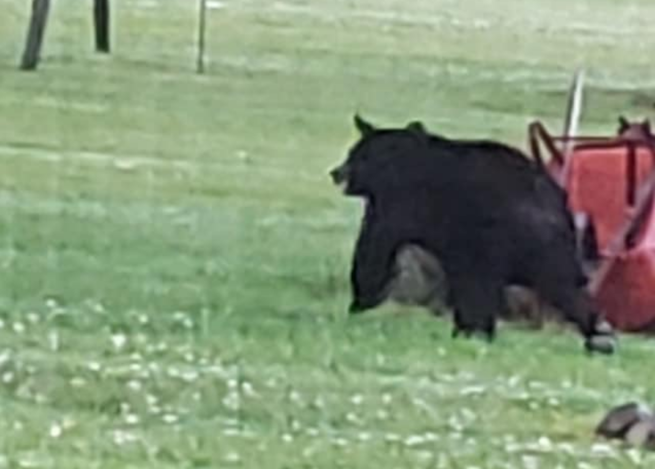 THE ACTION: ‘Wild’ Adventure Continues as Bear Travels Toward Ransomville / Wilson Area