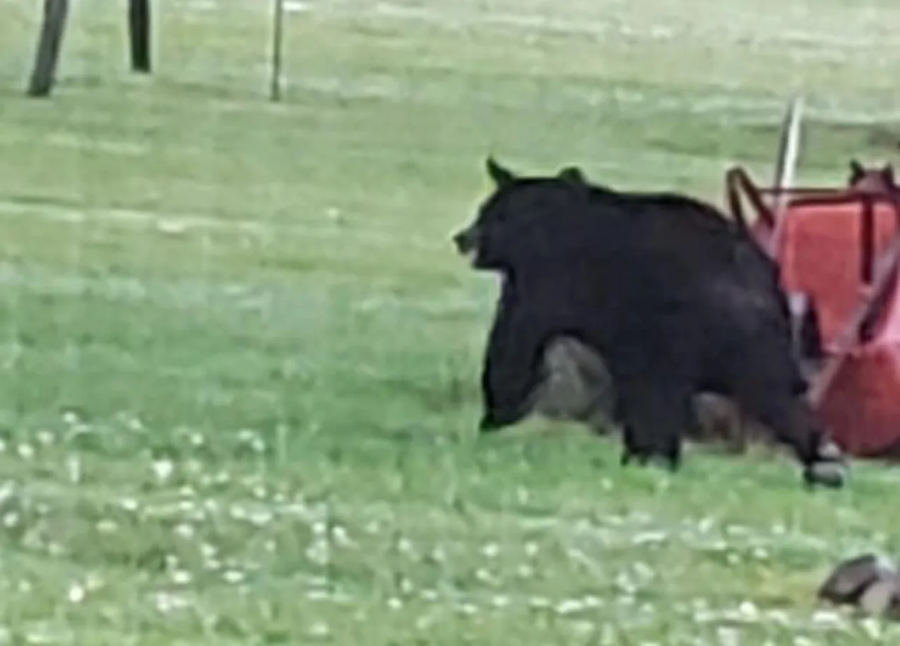 THE ACTION: ‘Wild’ Adventure Continues as Bear Travels Toward Ransomville / Wilson Area
