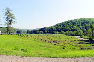 A stately stand of redwoods fell to the chain saw at Allegany State Park to make way for yet more infrastructure courtesy of Gov. Cuomo’s “NY Parks 2020” billion dollar spending spree.