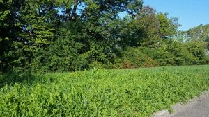 Amid questions as to how well the state would maintain the state-owned land along the eight mile stretch of West River in Grand Island, West River Road residents say they maintain the land by mowing grass, clearing unsightly brush and enhancing the views of the West River. Above is how the state maintains the land, according to Bonnie Fitzgerald, a resident.