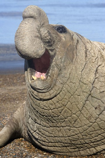 PIC BY FRANCOIS GOHIER / ARDEA / CATERS NEWS - (PICTURED: A male Southern Elephant Seal laughing) - These comical creatures are clearly up FUR a laugh in these sidesplitting images which show a variety of ecstatic animals enjoying a good old chuckle. The hilarious snaps, taken by a whole host of photographers from around the globe, prove life in the jungle is most definitely jolly, as creatures from an orangutan to a elephant seal are pictured mid-laugh. A cheery chimpanzee can be seen sporting a toothy grin as he enjoys life at Chimfunshi Wildlife Orphanage in Zambia. And a pot-bellied pig is clearly tickled pink at his home in Lower Saxony, Germany. In another image an Icelandic horse appears to crack up when he spots a photographers camera, while a chuckling cheetah creases up in Kenya. SEE CATERS COPY
