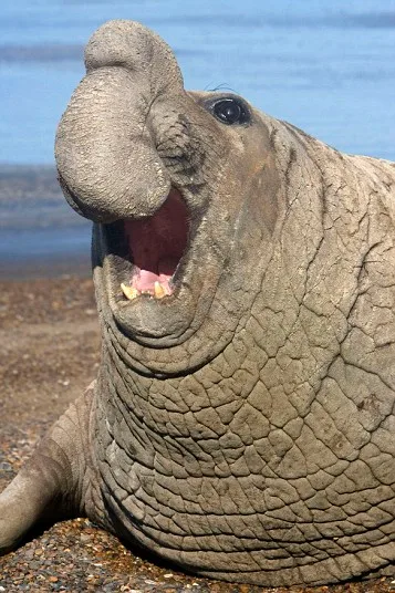 PIC BY FRANCOIS GOHIER / ARDEA / CATERS NEWS - (PICTURED: A male Southern Elephant Seal laughing) - These comical creatures are clearly up FUR a laugh in these sidesplitting images which show a variety of ecstatic animals enjoying a good old chuckle. The hilarious snaps, taken by a whole host of photographers from around the globe, prove life in the jungle is most definitely jolly, as creatures from an orangutan to a elephant seal are pictured mid-laugh. A cheery chimpanzee can be seen sporting a toothy grin as he enjoys life at Chimfunshi Wildlife Orphanage in Zambia. And a pot-bellied pig is clearly tickled pink at his home in Lower Saxony, Germany. In another image an Icelandic horse appears to crack up when he spots a photographers camera, while a chuckling cheetah creases up in Kenya. SEE CATERS COPY