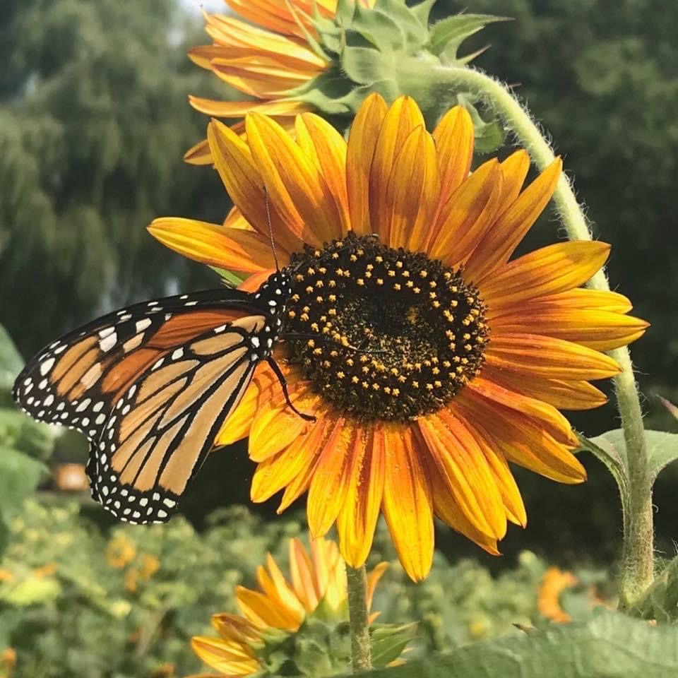 Sunflowers of Sanborn to Open August 1st; Announces Food Truck Lineups for August & September