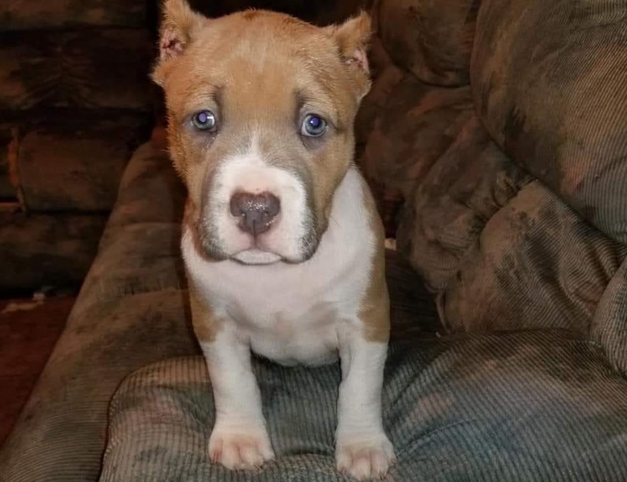 Puppy Stolen During Burglary Sought by Niagara Falls Police