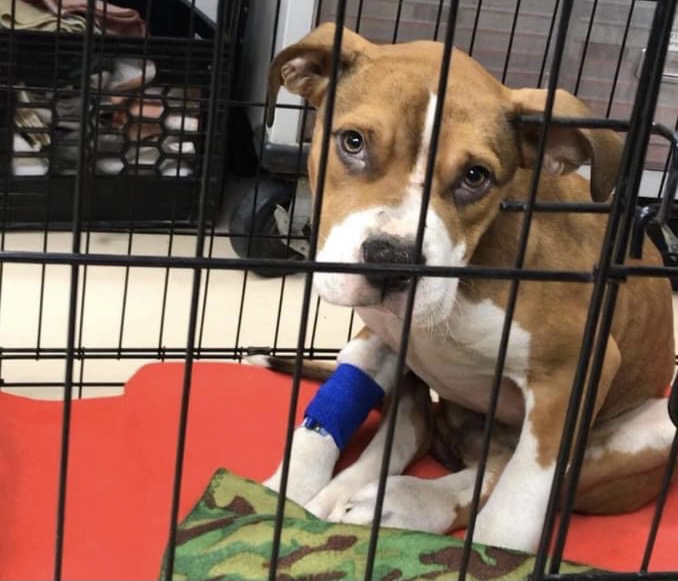 Niagara County SPCA Rescues Abused Puppy