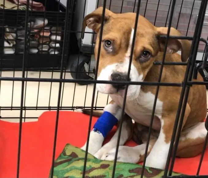 Niagara County SPCA Rescues Abused Puppy