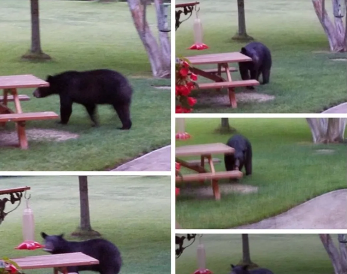 THE ACTION: Bear Takes Moonlit Stroll Down Lake Road in Youngstown