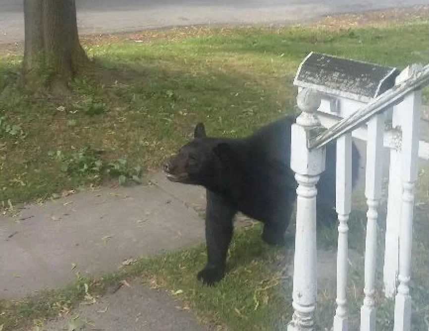 BEAR ON THE MOVE: Walmart Shoppers Report Seeing Bear