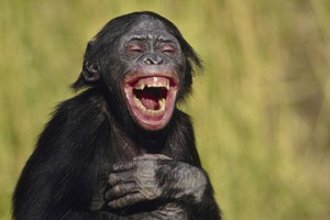 Bonobo juvenile laughing, Pan paniscus, Native to Congo, DRC, Democratic Republic of the Congo